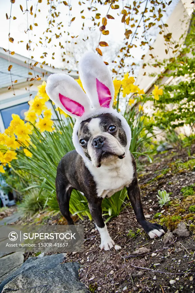 Dog with bunny ears and daffodils