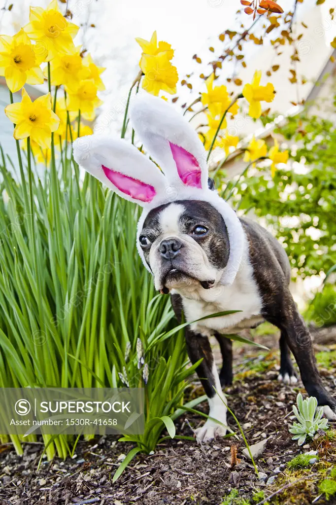 Dog with bunny ears and daffodils