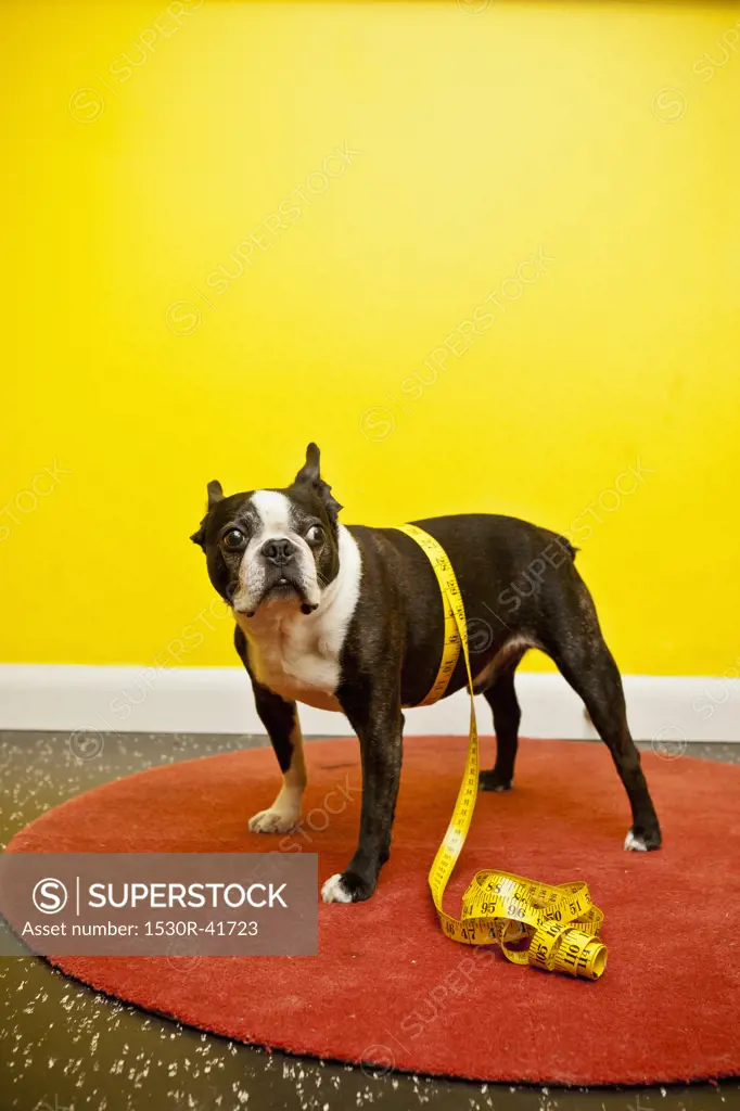 Boston terrier with measuring tape,