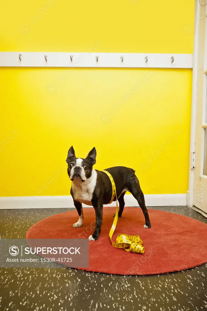 Boston terrier with measuring tape,