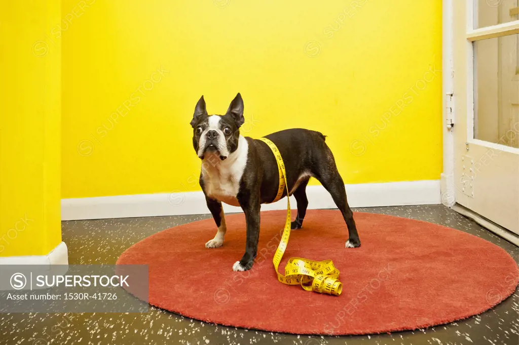 Boston terrier with measuring tape,