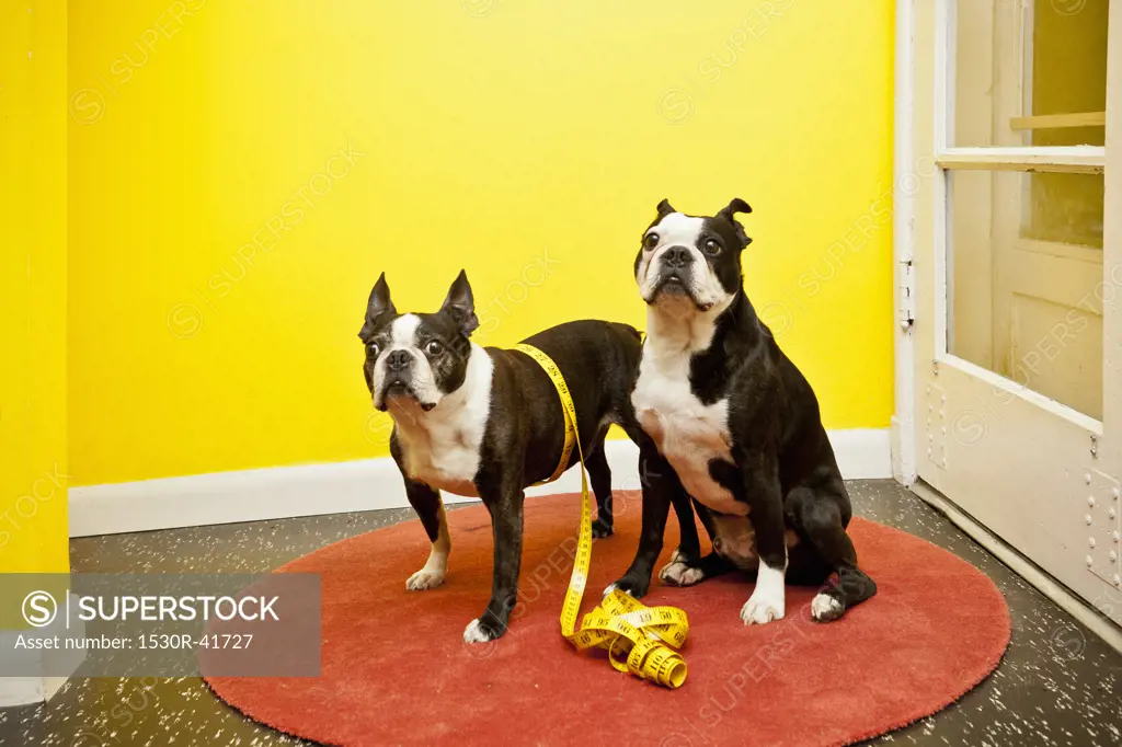 Boston terriers with measuring tape,