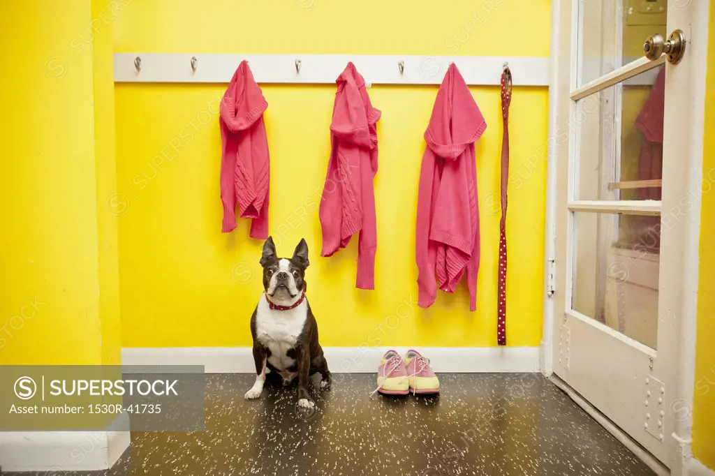 Sweaters and leash on hooks with dog and shoes,