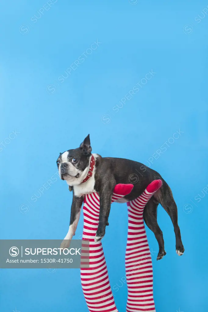 Legs in striped socks with colorful shoes holding dog,