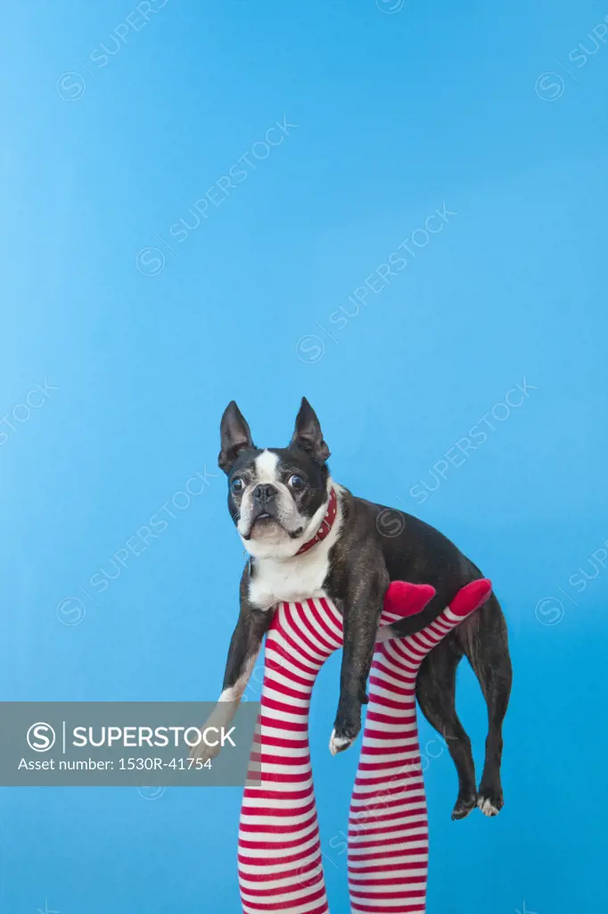 Legs in striped socks with colorful shoes holding dog,
