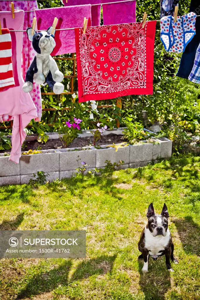 Laundry and stuffed dog hanging on outdoor lines over live dog,