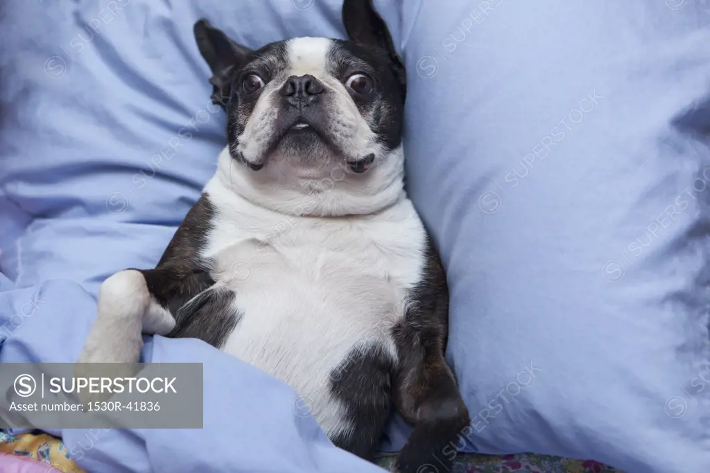 Boston terrier dog lying in bed with blue sheets,