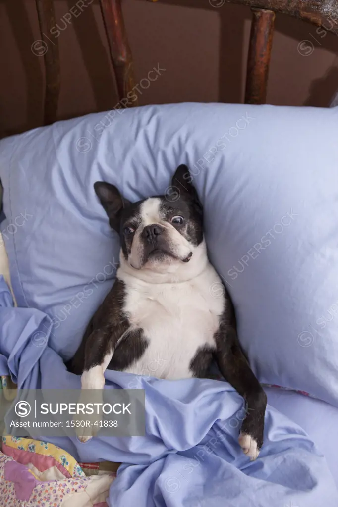 Boston terrier in bed with blue sheets,