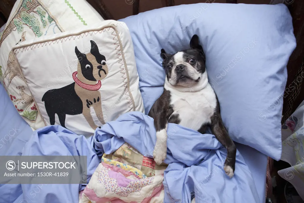 Boston terrier in bed with blue sheets,