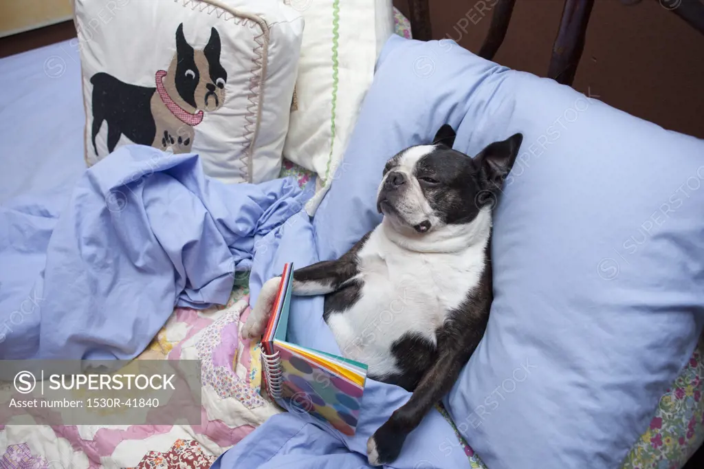 Boston terrier reading in bed,