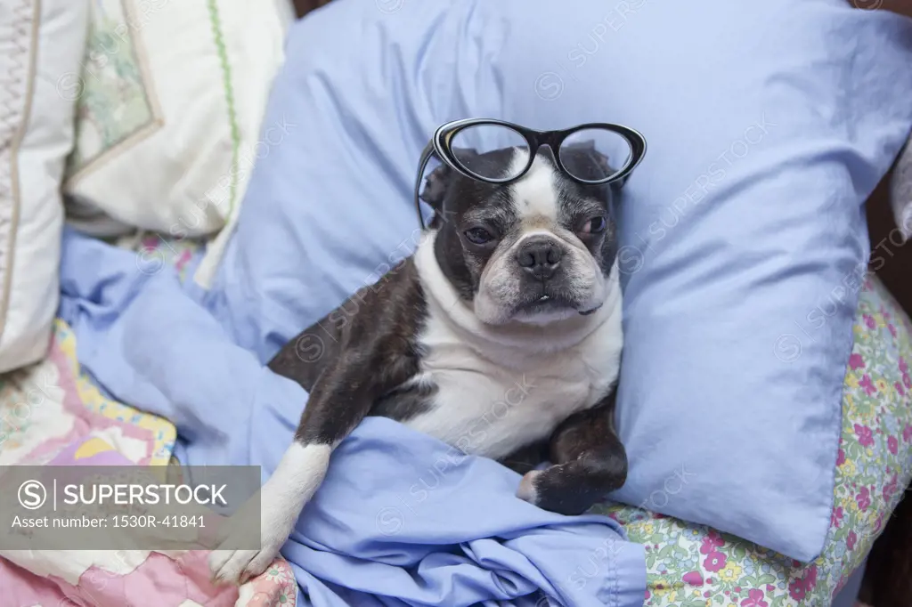 Boston terrier wearing glasses in bed,