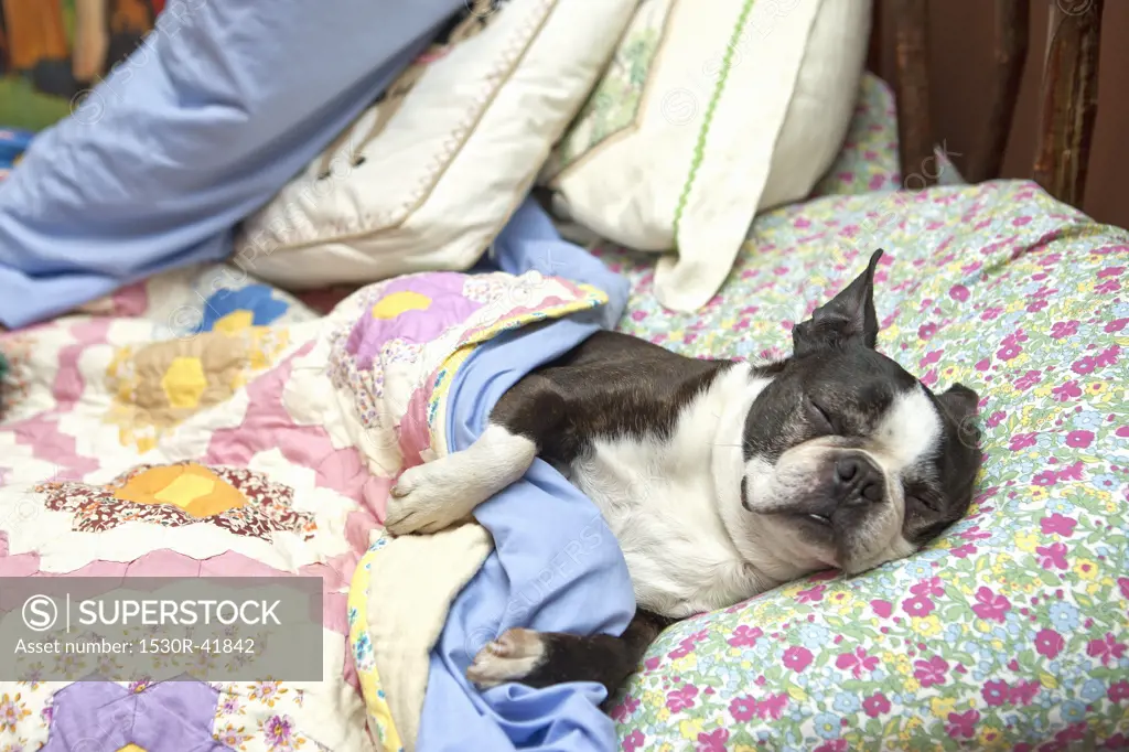 Boston terrier sleeping on flowered sheets in bed,