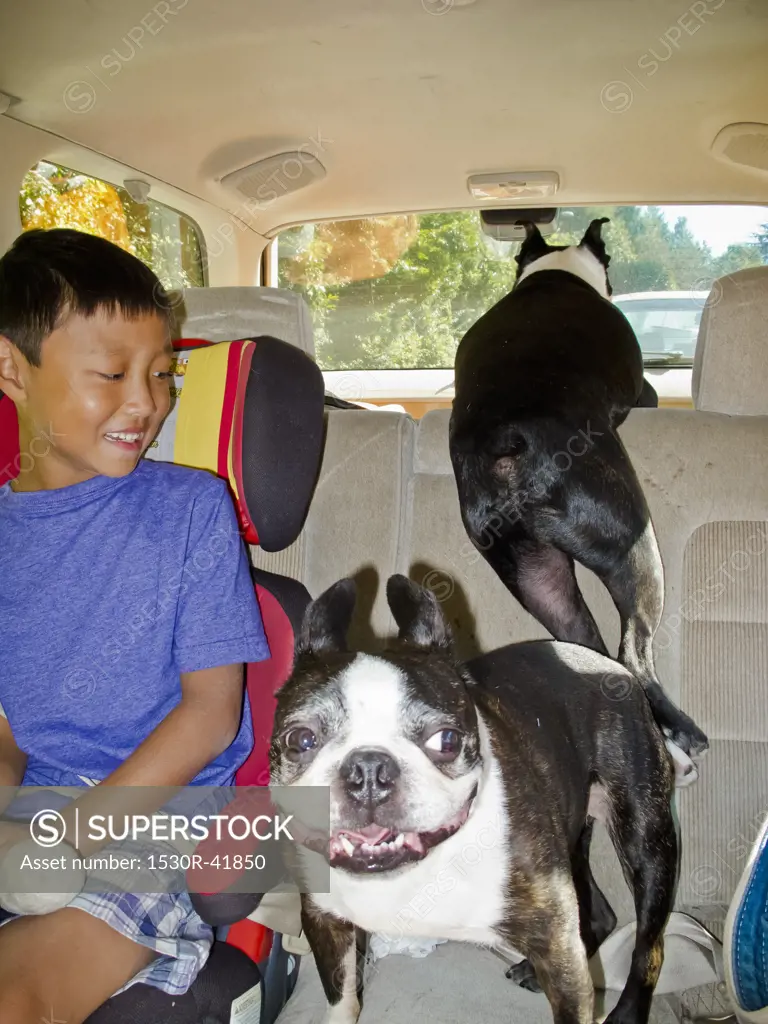 Young boy in back seat of car with two dogs,