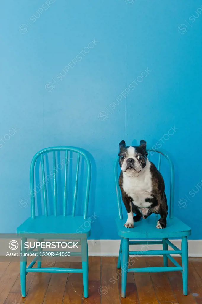 Boston terrier seated on blue chair,