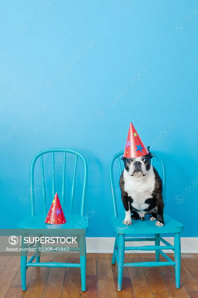 Boston terrier seated on blue chair wearing party hat,