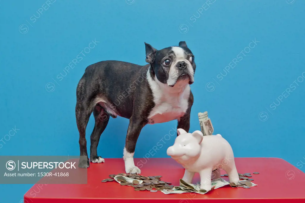 Dog standing on red table with piggy bank,