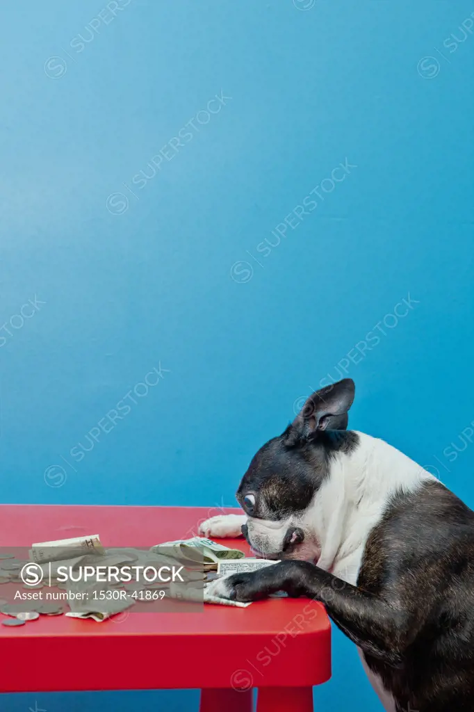 Dog looking at money on red table,