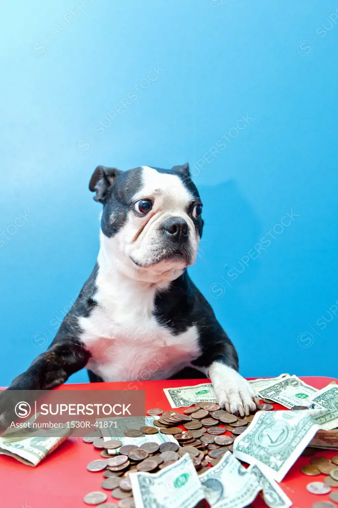 Dog with paws on money on red table,