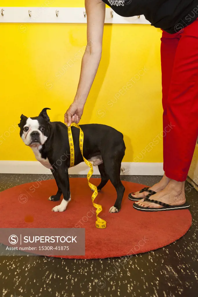 Woman measuring dog's waist,