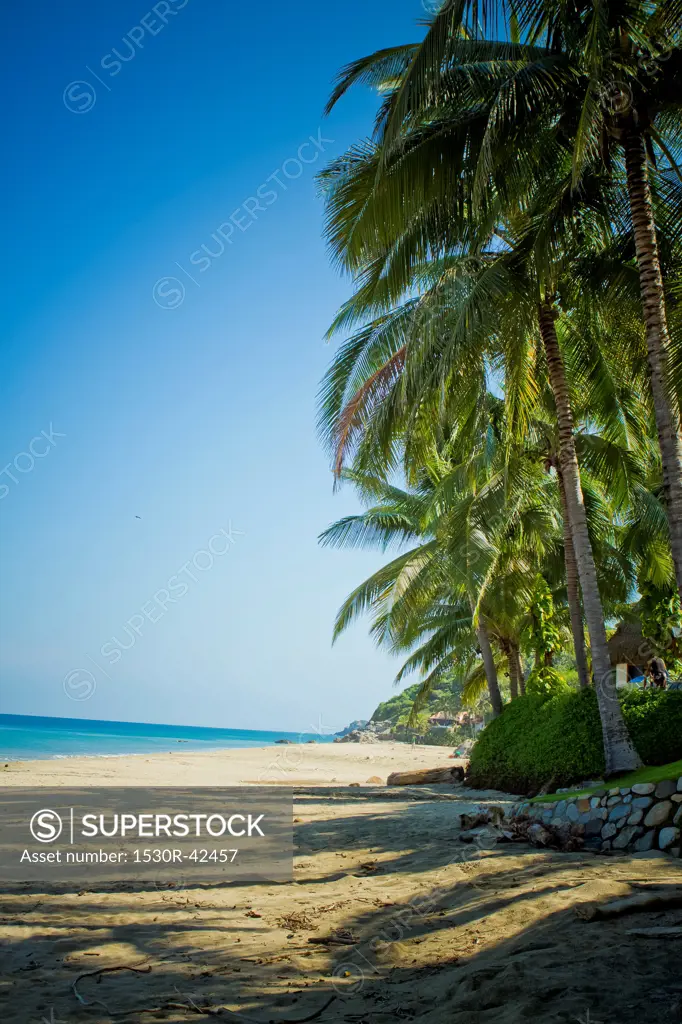 Palms on beach at sayulita