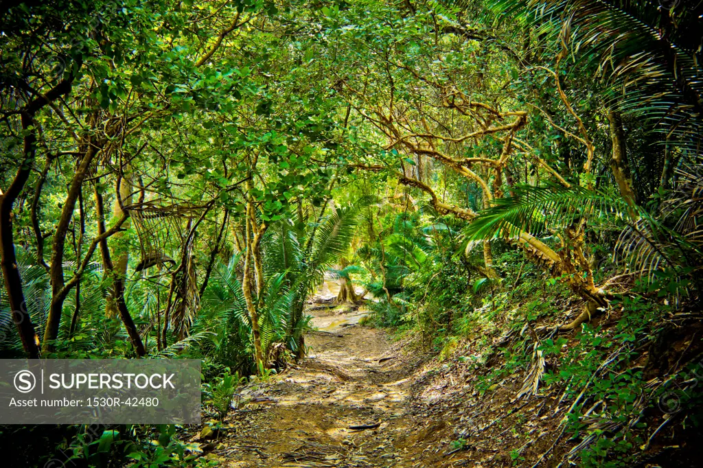 Path through jungle