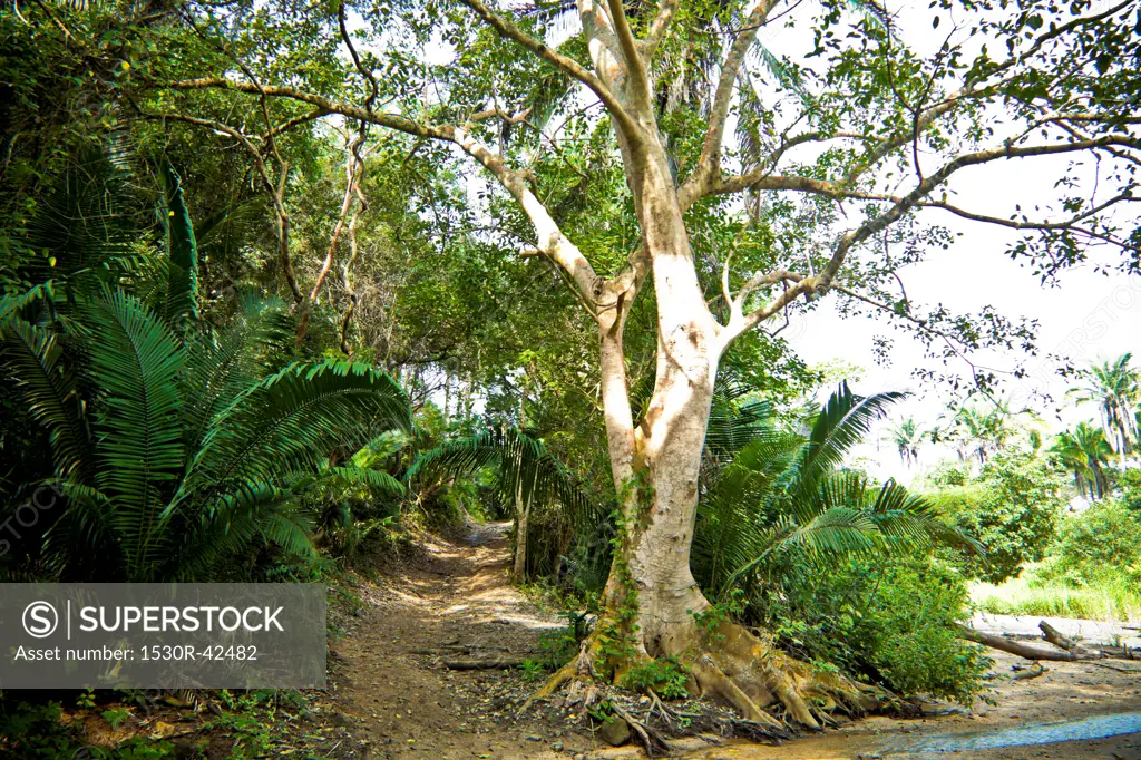 Path through jungle
