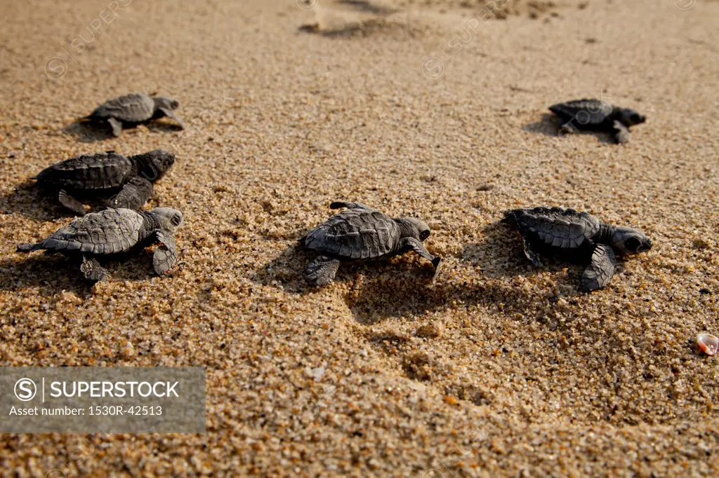 Newly hatched turtles on beach