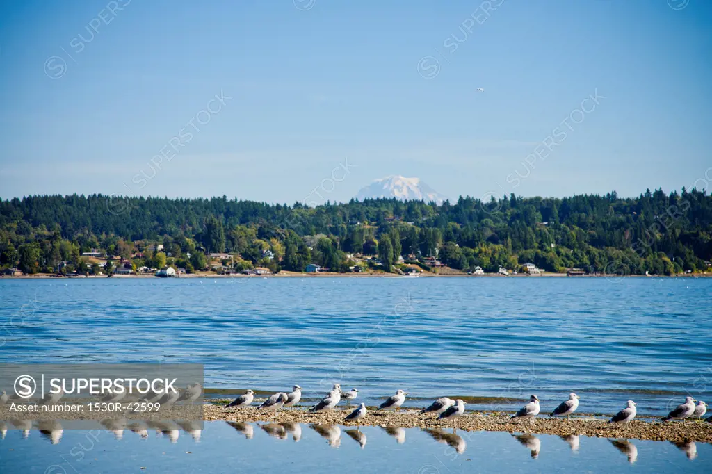 Row of gulls along shore