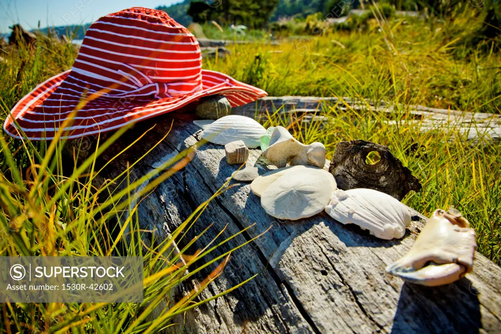 Shells and sand dollars on driftwood