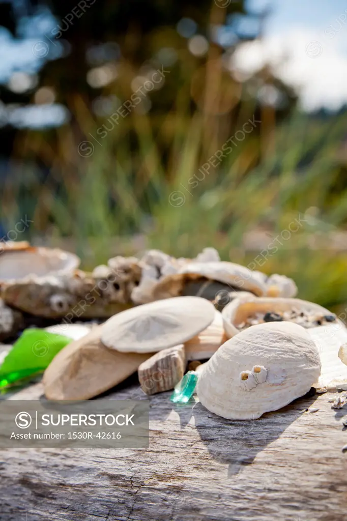 Shells and sand dollars on driftwood