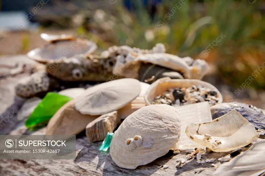 Shells and sand dollars on driftwood