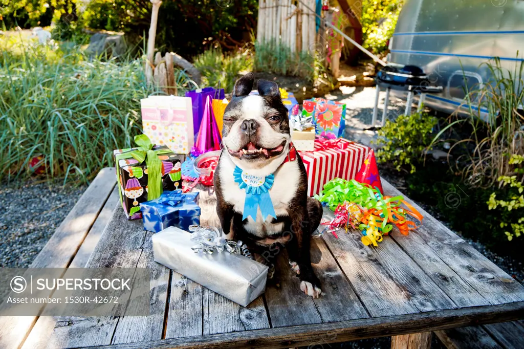 Boston terrier dog with birthday presents