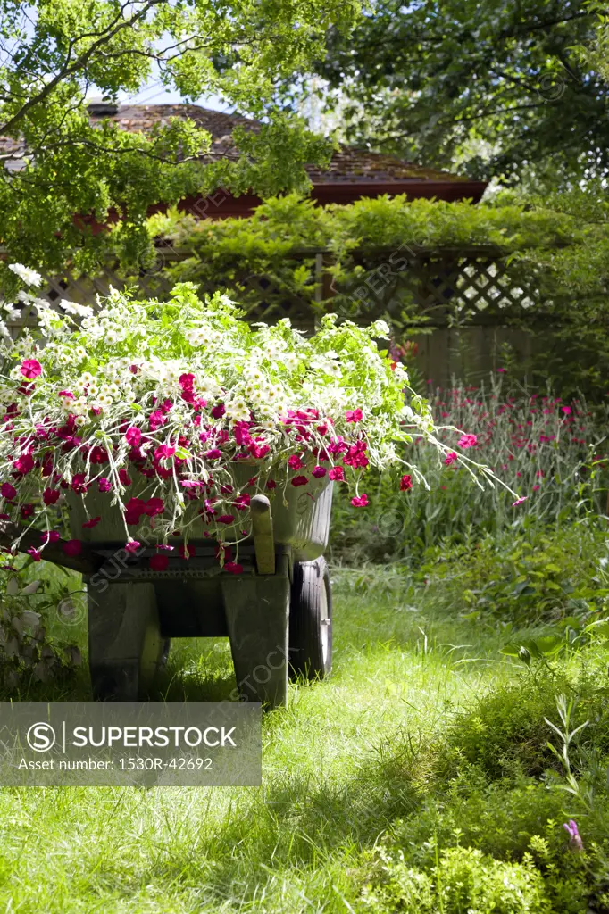Wheelbarrow full of flowers in garden