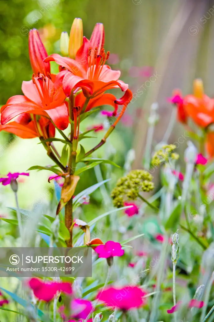 Orange and pink flowers in garden