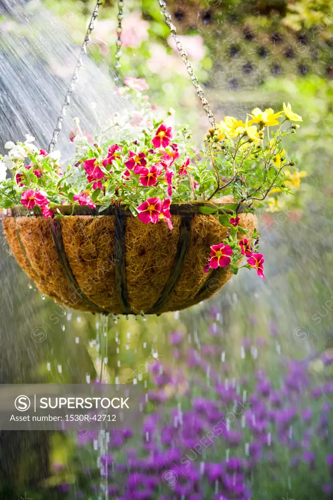Hanging flower basket getting watered