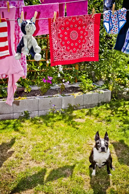 Laundry and stuffed dog hanging on outdoor lines over live dog,