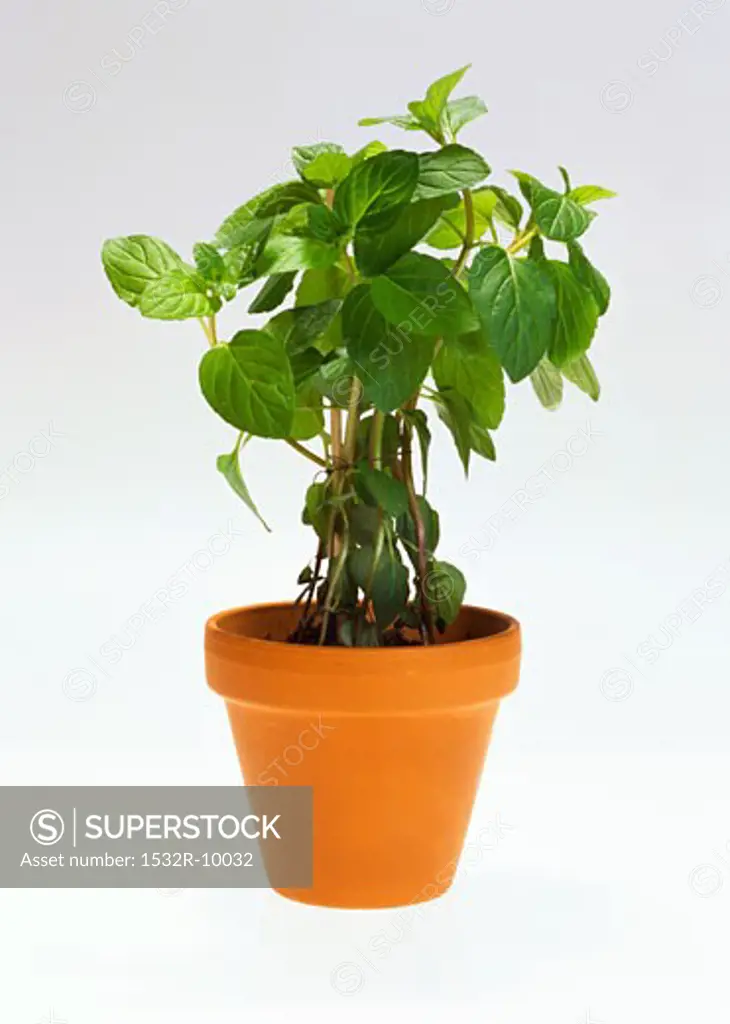 Peppermint in flowerpot