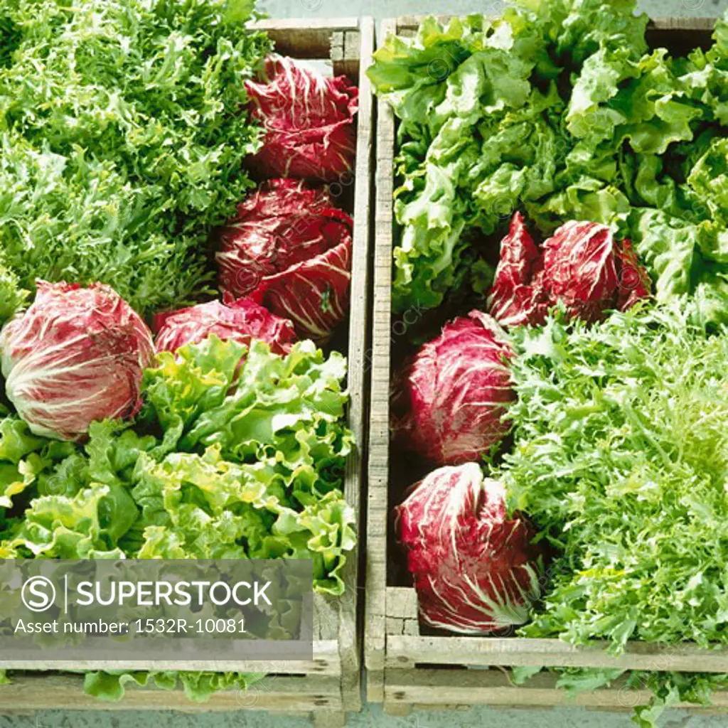 Lettuces in two crates