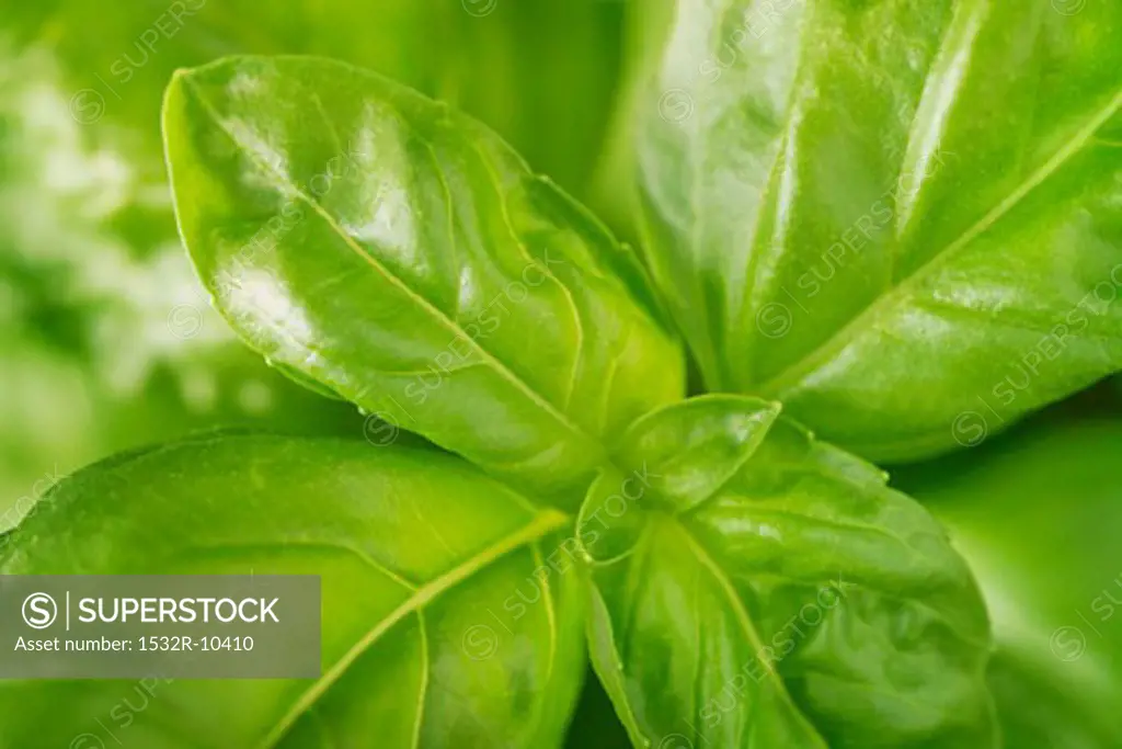 Basil (filling the picture)