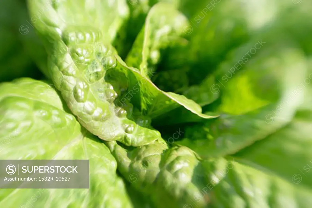 Close-up of a lettuce