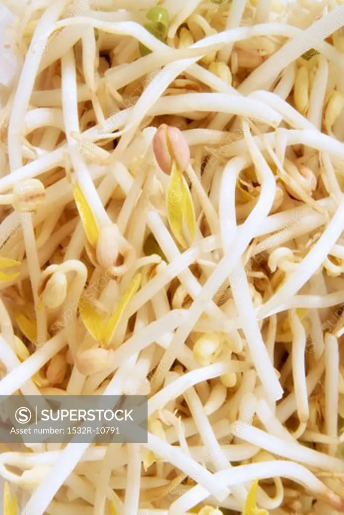 Mung bean sprouts