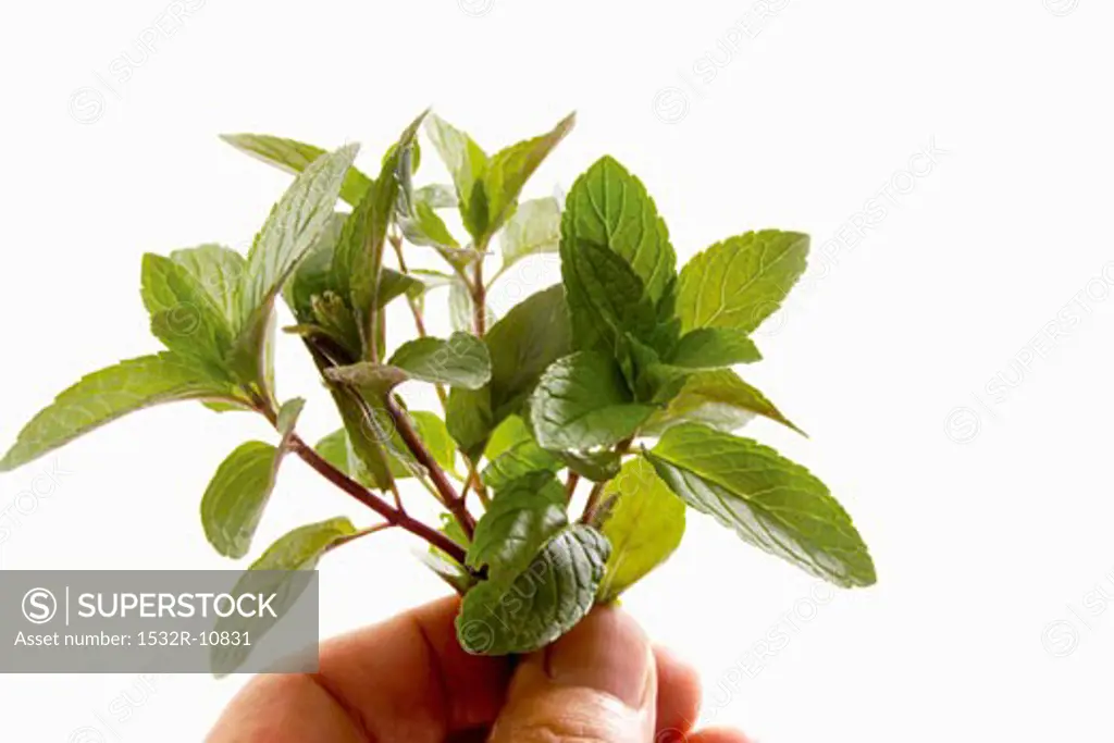 A few stalks of peppermint being held