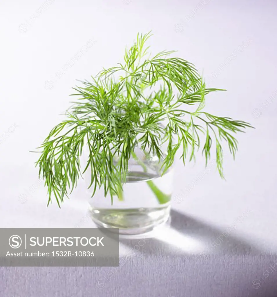Sprig of dill in a glass of water