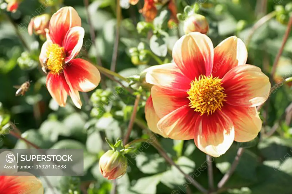 Red and yellow dahlias