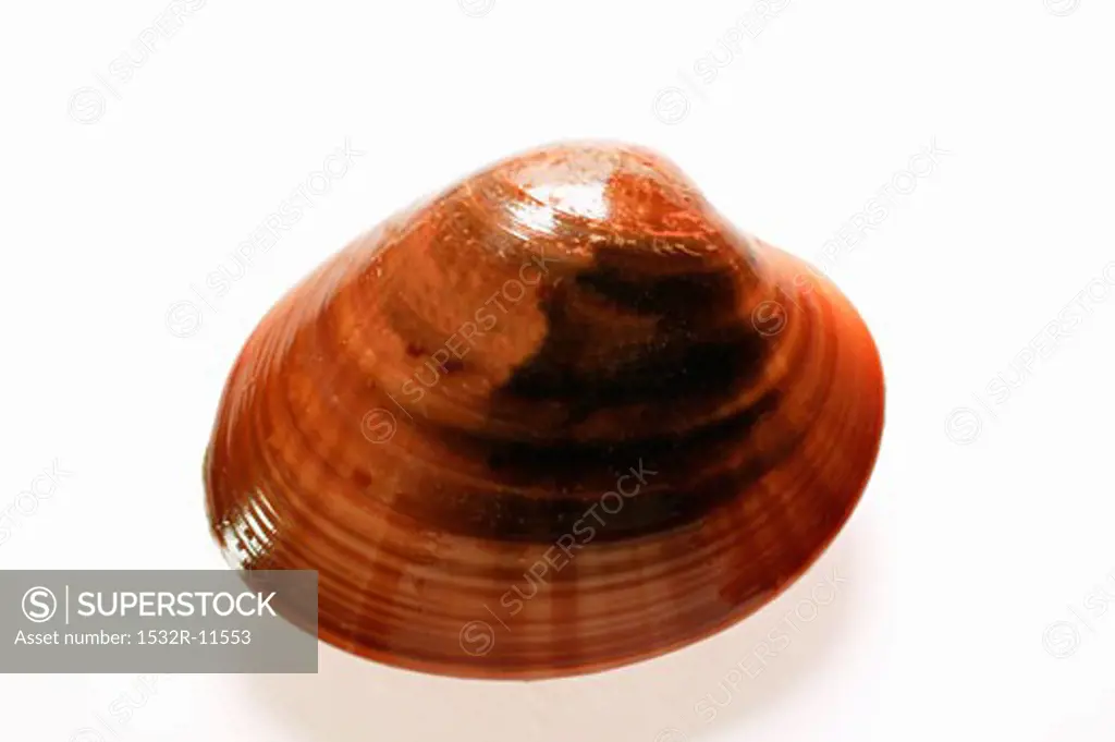 Smooth Venus  clam (1)