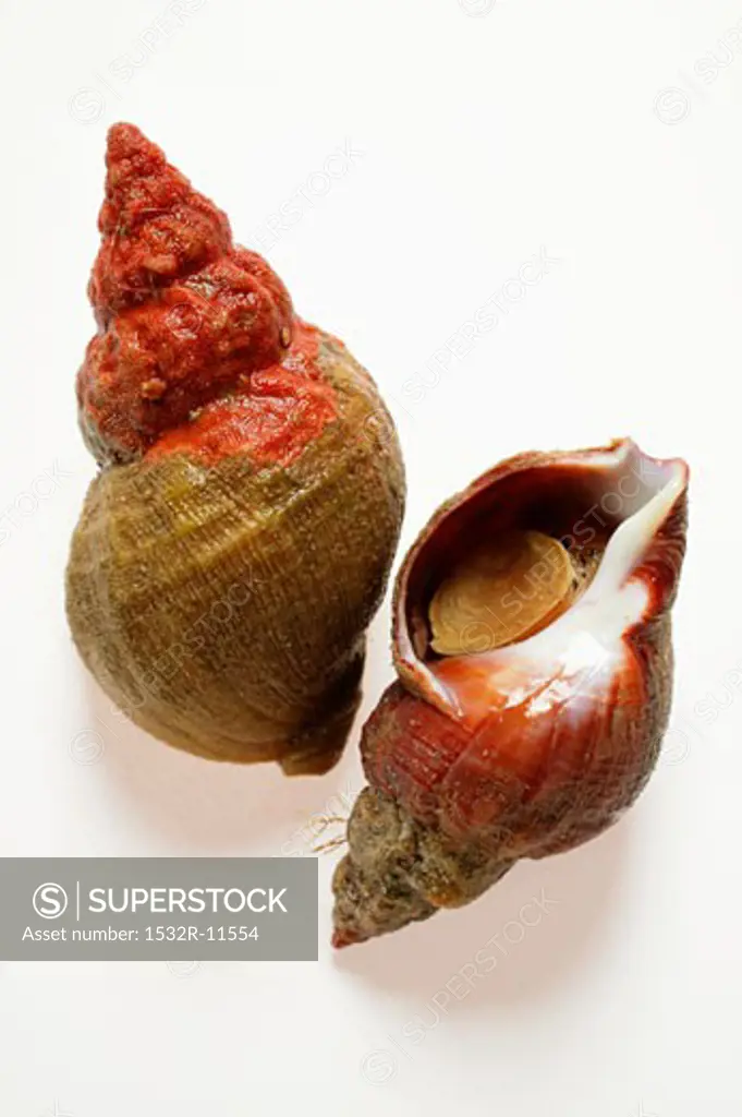 Fresh sea snails (3)