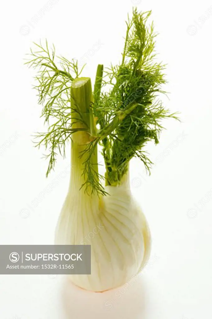Fennel bulb with leaves (2)
