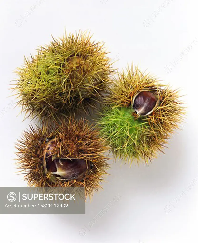 Three sweet chestnuts in their prickly shells