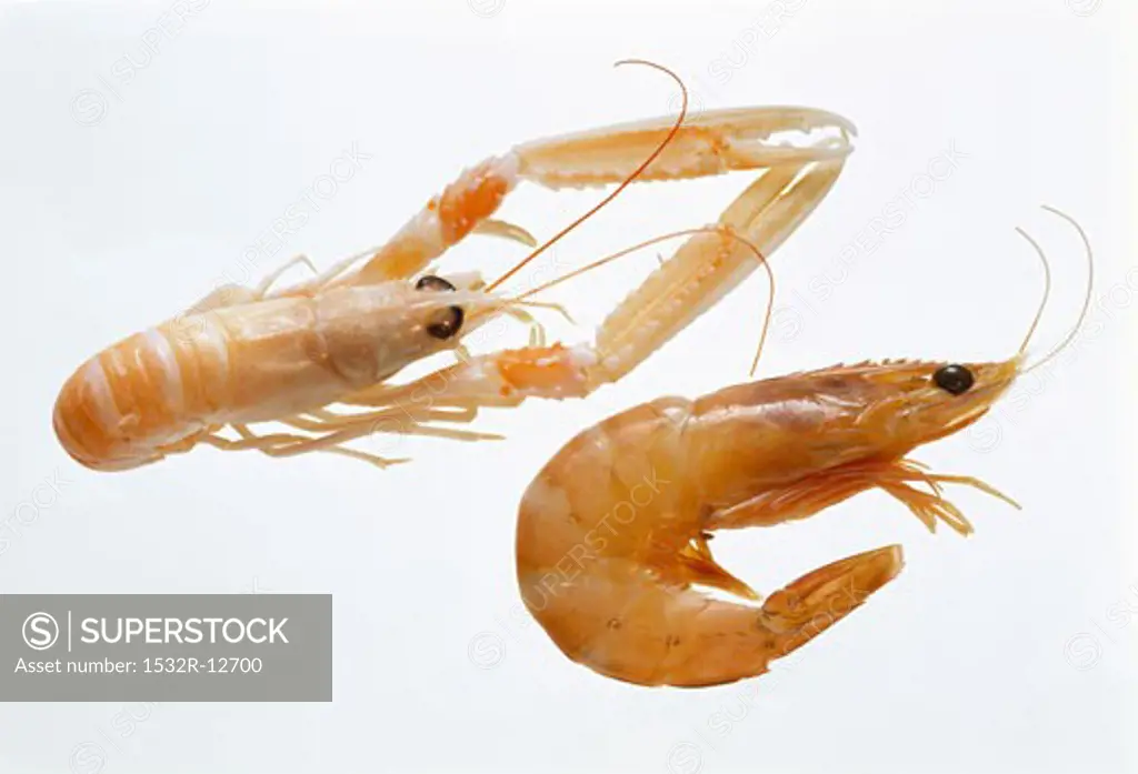 Shrimps and scampi