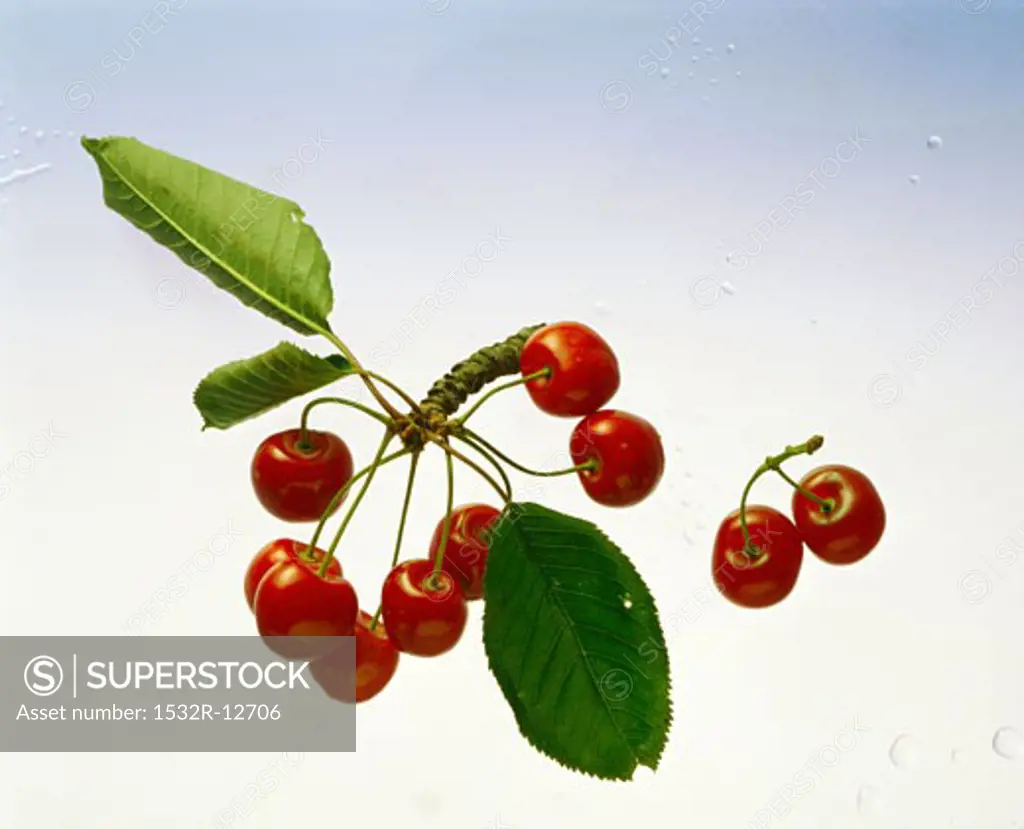 A few cherries on a piece of branch & a pair of cherries